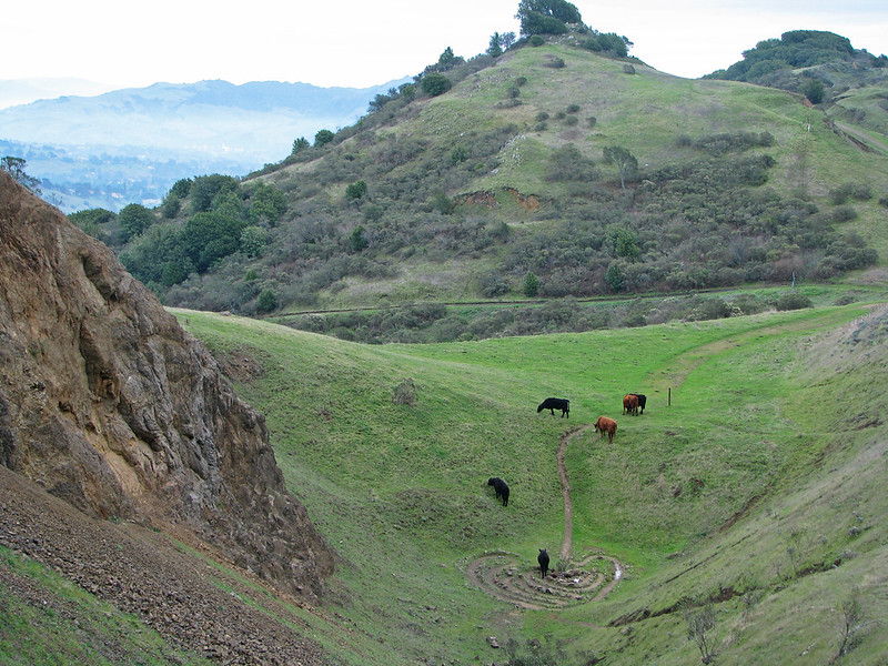 Cows grazing near a stone labyrinth on green hills