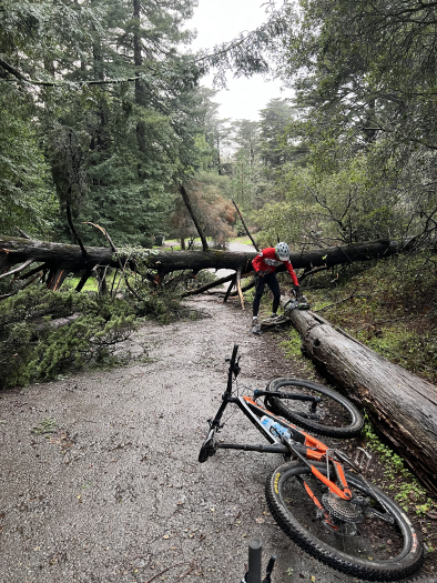 Mountain bike laying down on trail blocked by fallen tree