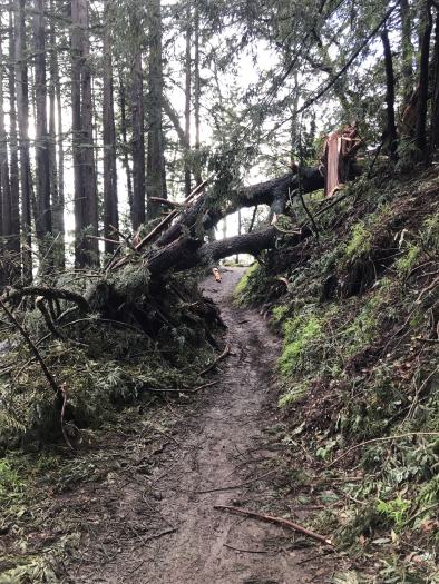 Trail blocked by fallen tree