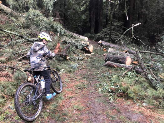 Youth mountain biker on trail with recently sawn tree